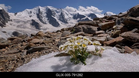 Glacier crowfoot (Ranunculus glacialis), blooming in snowfield, back Piz Palü, Bellavista, Diavolezza, Eastern Alps, Engadin, Switzerland-stock-foto