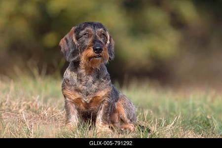 Wire-haired Dachshund male sits in the grass, Germany-stock-foto