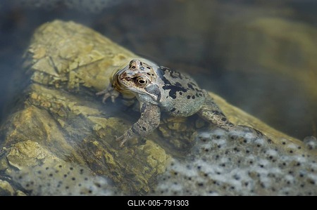 Water frog pool frog ( Rana esculenta) sitting near by frog spawn on stone in water-stock-foto