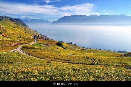 Autumn-coloured vineyards with mist, at Lake Geneva, Lavaux, Epesses, Canton of Vaud, Switzerland-stock-foto