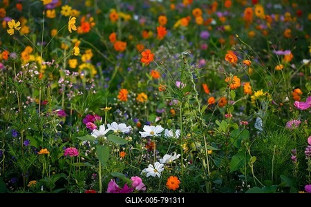 Meadow with blooming colorful summer flowers, Germany-stock-foto