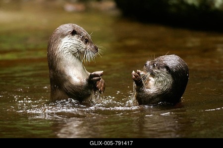 European otter (Lutra lutra), female with young, European otter-stock-foto