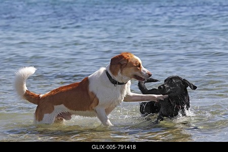 Two male dogs (Canis lupus familiaris) playing in the water on the beach-stock-foto