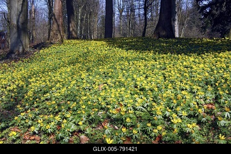 Flowering Winter Aconites or Wolf's Banes (Eranthis hyemalis) covering the forest floor in a park-stock-foto