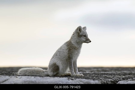 Arctic fox (Vulpes lagopus) in summer coat, Svalbard, Norway-stock-foto