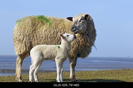 Domestic sheep with lamb (Ovis ammon f. aries ) standing on a dyke, ewe with lamb, Schleswig-Holstein, Germany, Europe-stock-foto