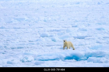 Lone polar bear (Ursus maritimus) hunting on pack ice, drift ice in the Arctic Ocean along the Svalbard coast, Spitsbergen, Norway-stock-foto