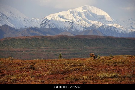 Bull Moose (Alces alces) in autumn tundra in front of the snow-covered mountains of the Alaska Range, Denali National Park, Alaska-stock-foto