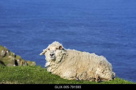 White sheep resting on sea cliff top along the Scottish coast in Scotland, UK-stock-foto