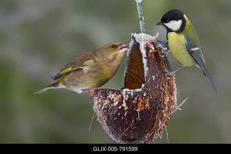 European greenfinch (Carduelis chloris) and great tit (Parus major) fight over seeds at the bird feeder in the garden-stock-foto