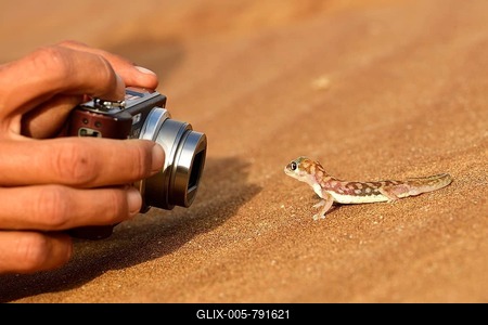 Palmato-Gecko is photographed, Namib Desert near Swakopmund, Namibia-stock-foto