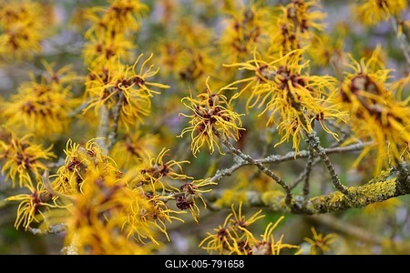 Witch hazel (Hamamelidaceae) (Hamamelis), Germany Baden-Wuerttemberg, Weinheim, Botanic Garden Hermannshof-stock-foto