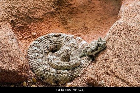 Horned Rattlesnake, Sidewinder Rattlesnake, Horned Rattlesnake, Sidewinder Rattlesnake, Rattlesnake, Ratt-stock-foto