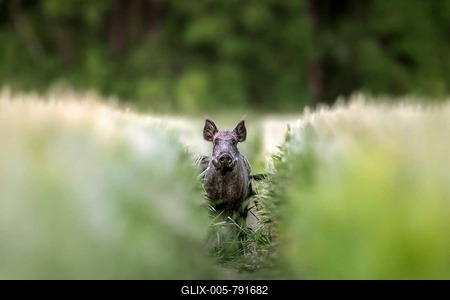 Solitary wild boar (Sus scrofa) sow, female foraging in wheat field at forest edge in summer-stock-foto