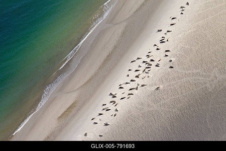 Bird's eye view of harbor seals, harbour seals (Phoca vitulina) in seal colony with pups resting on a sandbank on the North Sea coast, Schleswig-Holstein Wadden Sea National Park, Germany-stock-foto