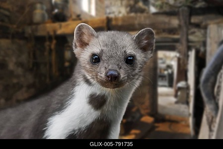 Close-up portrait of beech marten (Martes foina), stone marten, house marten foraging in farm building, shed, barn, attic-stock-foto