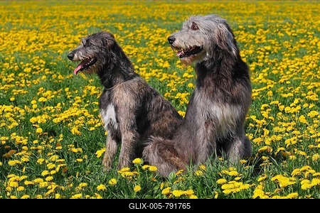 Pair of Irish Wolfhounds (Canis lupus familiaris), female, left, and male, right, in a meadow with dandelions-stock-foto