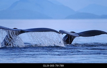 Two Humpback Whales (Megaptera novaeangliae), diving side by side and showing their flukes, Alaska, America-stock-foto