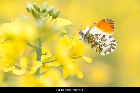 Orange Tip (Anthocharis cardamines), male, in a rape field, North Hesse, Hesse, Germany-stock-foto
