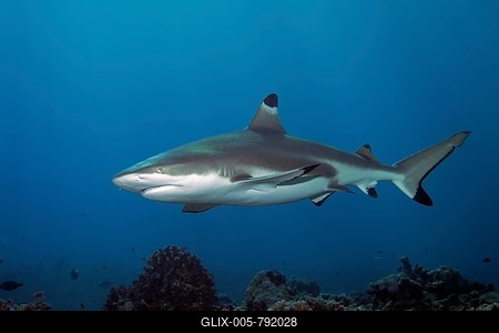 Blacktip reef shark (Carcharhinus melanopterus) over coral reef, Pacific Ocean, Moorea, Windward Islands, French Polynesia-stock-foto