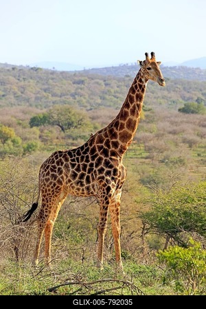 Cape Giraffe, (Giraffa camelopardalis giraffa), adult, watchful, Hluhluwe Umfolozi National Park, Hluhluwe iMfolozi National Park, KwaZulu Natal, South Africa-stock-foto