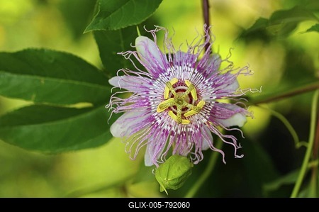 Maypop or Purple passionflower (Passiflora incarnata), USA, America-stock-foto