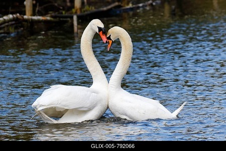 Mute Swans (Cygnus olor), displaying couple on the water, Hamburg, Germany-stock-foto