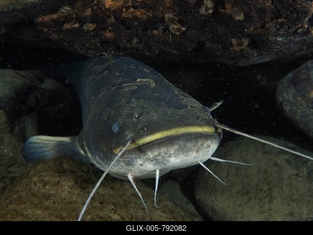 Close-up of a catfish (Silurus glanis), Waller, with long barbels in the dark underwater area, dive site Klosterinsel, Rheinau, Canton Zurich, Rhine, High Rhine, Switzerland, Germany-stock-foto