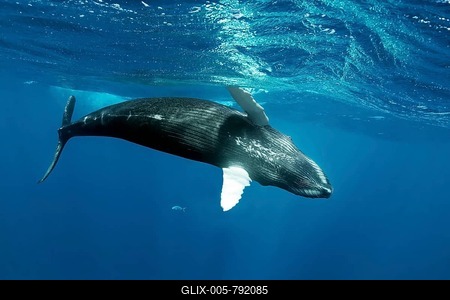 Humpback whale (Megaptera novaeangliae), playful close to the sea surface, Pacific Ocean, Rurutu, French Polynesia-stock-foto