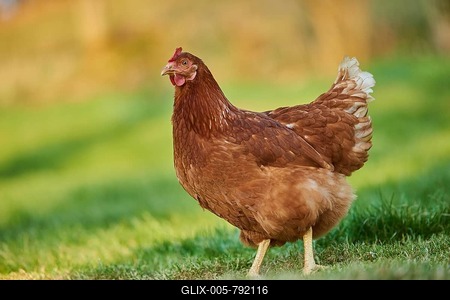 Domestic Chicken (Gallus gallus domesticus ), hen in a meadow, free-range farming, Bavaria, Germany-stock-foto