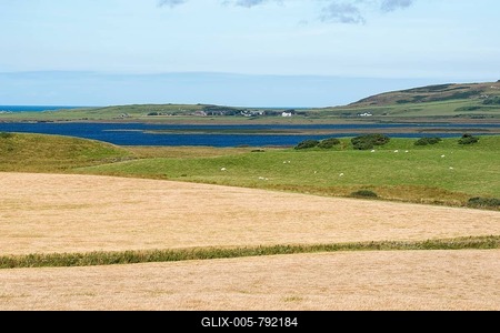 Barley fields for the whiskey production, Isle of Islay, Inner Hebrides, Scotland, United Kingdom-stock-foto