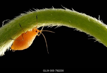 Aphid (Aphidoidea), nymph on a flower stem of a Daisy (Bellis perennis), pest, Baden-Württemberg, Germany-stock-foto