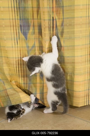 Kittens playing with a curtain in the living room-stock-foto