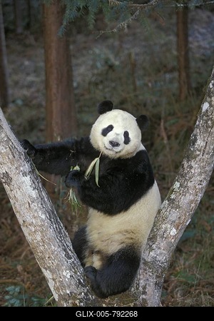 Great Panda (Ailuropoda melanoleuca) feeding on bamboo, Wolong Valley, Himalaya, China, Asia-stock-foto