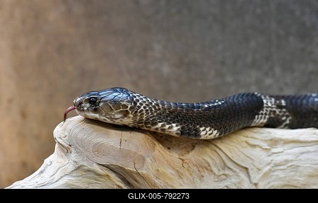 Indian cobra (Naja naja) flicking tongue, captive-stock-foto