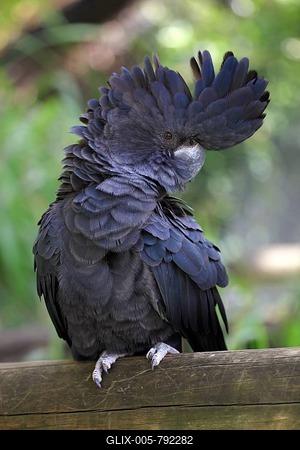 Red-tailed Black Cockatoo (Calyptorhynchus banksii), Australia-stock-foto