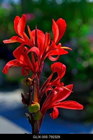 Indian Canna (Canna hybrids), Erlangen Botanical Garden, Erlangen, Middle Franconia, Bavaria, Germany-stock-foto