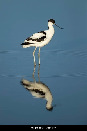 Pied avocet (Recurvirostra avosetta), standing in shallow water with reflection, Norfolk, England, United Kingdom-stock-foto