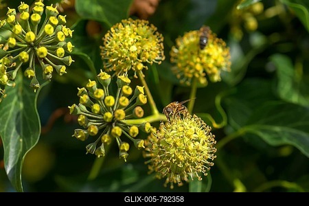 Flowering ivy (Hedera) with a honeybee (Apis), Bavaria, Germany-stock-foto