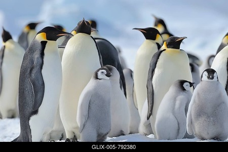 Emperor penguins, Aptenodytes forsteri, Penguin Colony with Adults and Chicks, Snow Hill Island, Antartic Peninsula, Antarctica-stock-foto