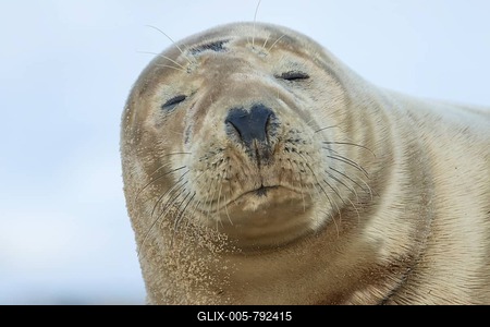 Grey seal (Halichoerus grypus) adult animal sleeping on a beach, Norfolk, England, United Kingdom-stock-foto