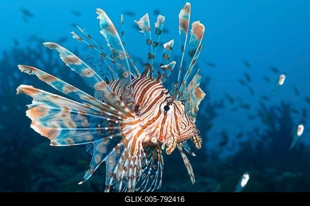 Red Lionfish (Pterois volitans) hunting Glassy Sweepers (Pempheridae), Great Barrier Reef, Coral Sea, Pacific Ocean, Australia-stock-foto