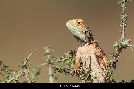 Ground Agama (Agama aculeata), male, climbing on low shrub, Kalahari Desert, Kgalagadi Transfrontier Park, South Africa-stock-foto
