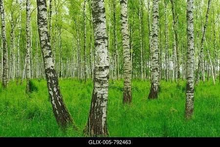 Forest of Downy Birch or White Birch (Betula pubescens), Biebrza National Park, Poland-stock-foto