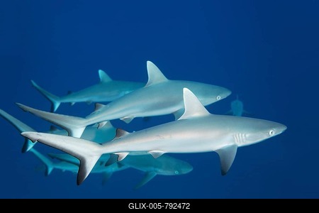 Swarm Grey reef sharks (Carcharhinus amblyrhynchos), Indian Ocean, Maldives-stock-foto