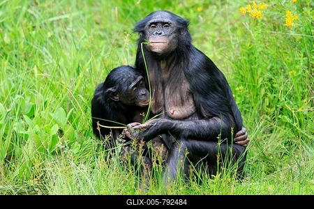 Bonobo, pygmy chimpanzee (Paniscus), adult, female, mother, feeding, young, nursing, social behaviour, endangered species, captive-stock-foto