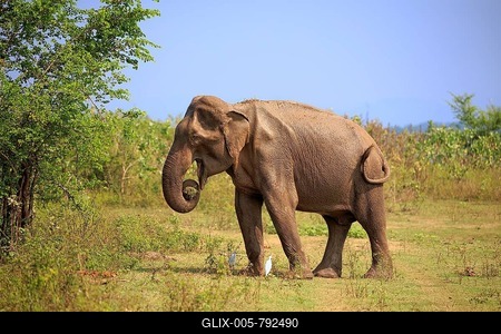 Sri Lankan elephant (Elephas maximus maximus), adult, male, eating, Udawalawe National Park, Sri Lanka-stock-foto
