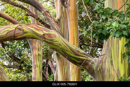 Coloured bark of rainbow eucalyptus deglupta (Eucalyptus Deglupta), Maui, Hawaii, USA-stock-foto