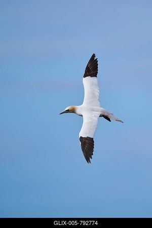Northern gannet (Morus bassanus) flying over the sea, wildlife, Helgoland, Germany-stock-foto