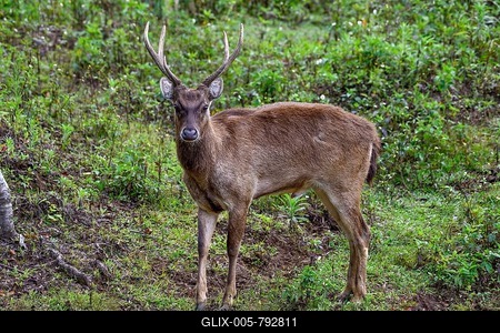 Javan rusa (Cervus timorensis), male, Mount Hagen, Western Highlands Province, Papua New Guinea-stock-foto